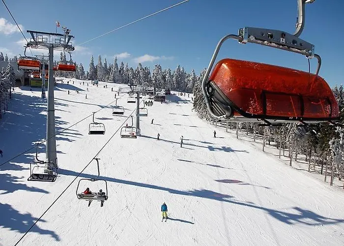 Slonecznikowa Polana *